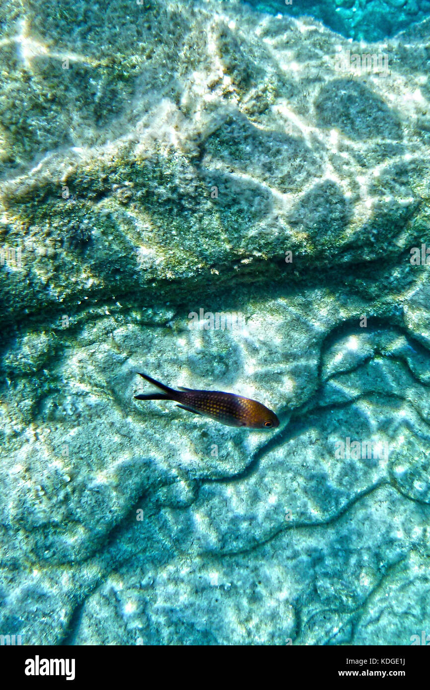 Castagnole nuoto al di sopra del fondo marino rocce Al Bahar ic-Caghaq in malta Foto Stock