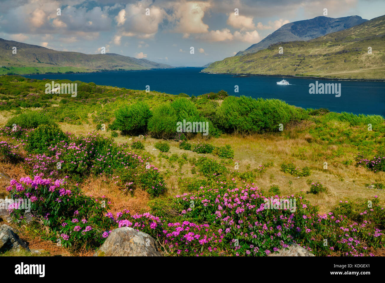 Fiordo di killary (fiordo) con la barca e la fioritura dei rododendri. Irlanda Foto Stock