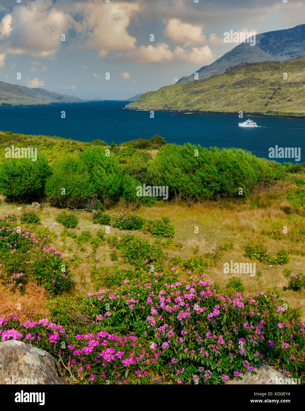 Fiordo di killary (fiordo) con la barca e la fioritura dei rododendri. Irlanda Foto Stock