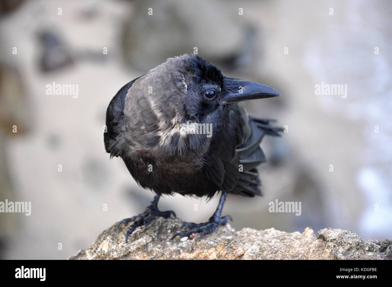 Corvo nero in piedi su una roccia sul mare in Colombo Sri lanka Foto Stock