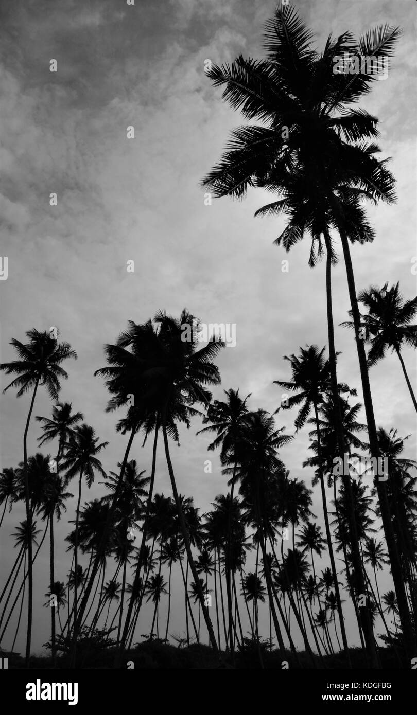 In bianco e nero la silhouette di alberi di palma con una drammatica moody sky prese a Galle nel sud dello Sri lanka Foto Stock