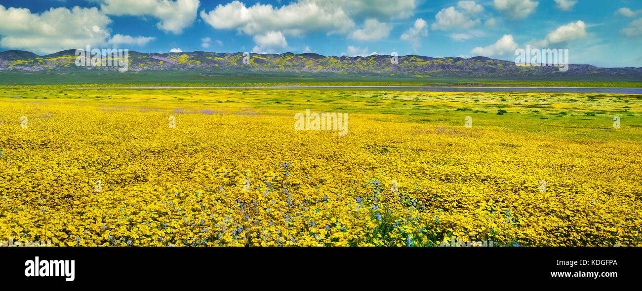 Campo di Hillside Daisies (Monolopia lanceolata) e Mustard nativo blu (Guillenia lemmonii) Carrizo Plain National Monument, California Foto Stock