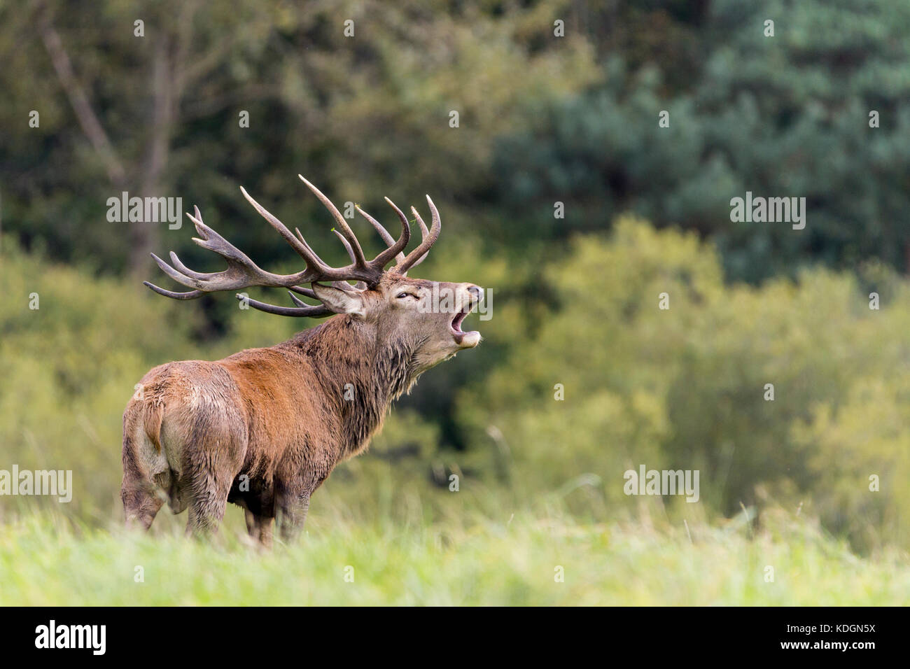 Red Deer stag ruggente all'inizio della stagione di rut. Chiamato anche "- Cervus elaphus scoticus' con multi oscurata grandi corna cresciuta annualmente sui maschi. Foto Stock