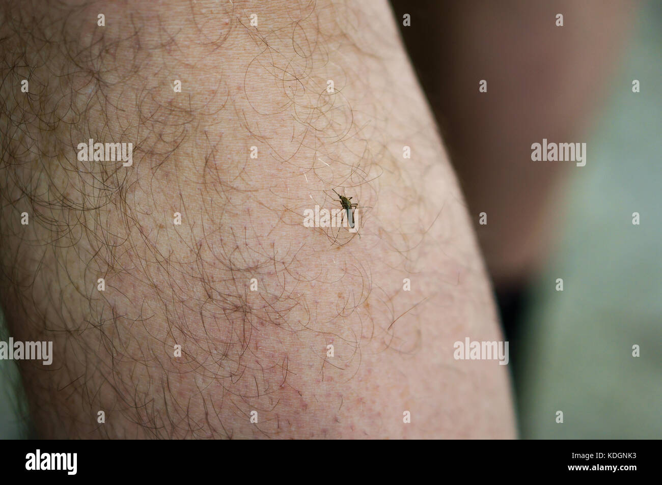 Una seduta di zanzara sulla mano umana, punture di insetti Foto Stock