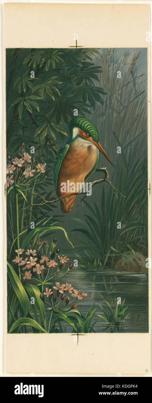 Questa immagine mostra un kingfisher arroccato su un ramo, che mostra la bellezza di questo uccello nel suo habitat naturale. La fotografia fa parte della collezione della Boston Public Library. Foto Stock Questa immagine mostra un kingfisher arroccato su un ramo, che mostra la bellezza di questo uccello nel suo habitat naturale. La fotografia fa parte della collezione della Boston Public Library. Foto Stock