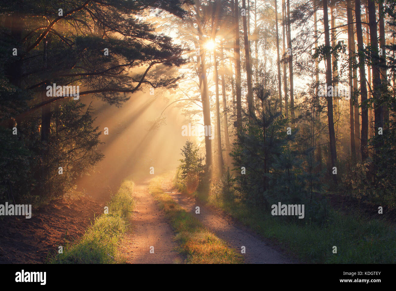 Autunno. Cadere scena. La luce del sole in autunno foresta. Foto Stock