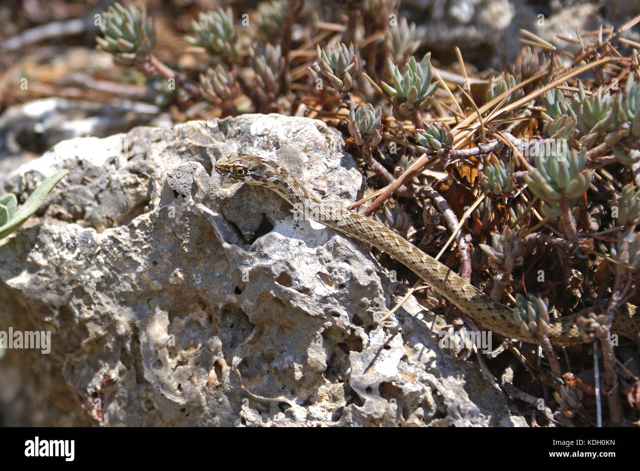 Montpellier snake (malpolon monspessulanus) duing una calda giornata estiva in costa azzurra. Foto Stock