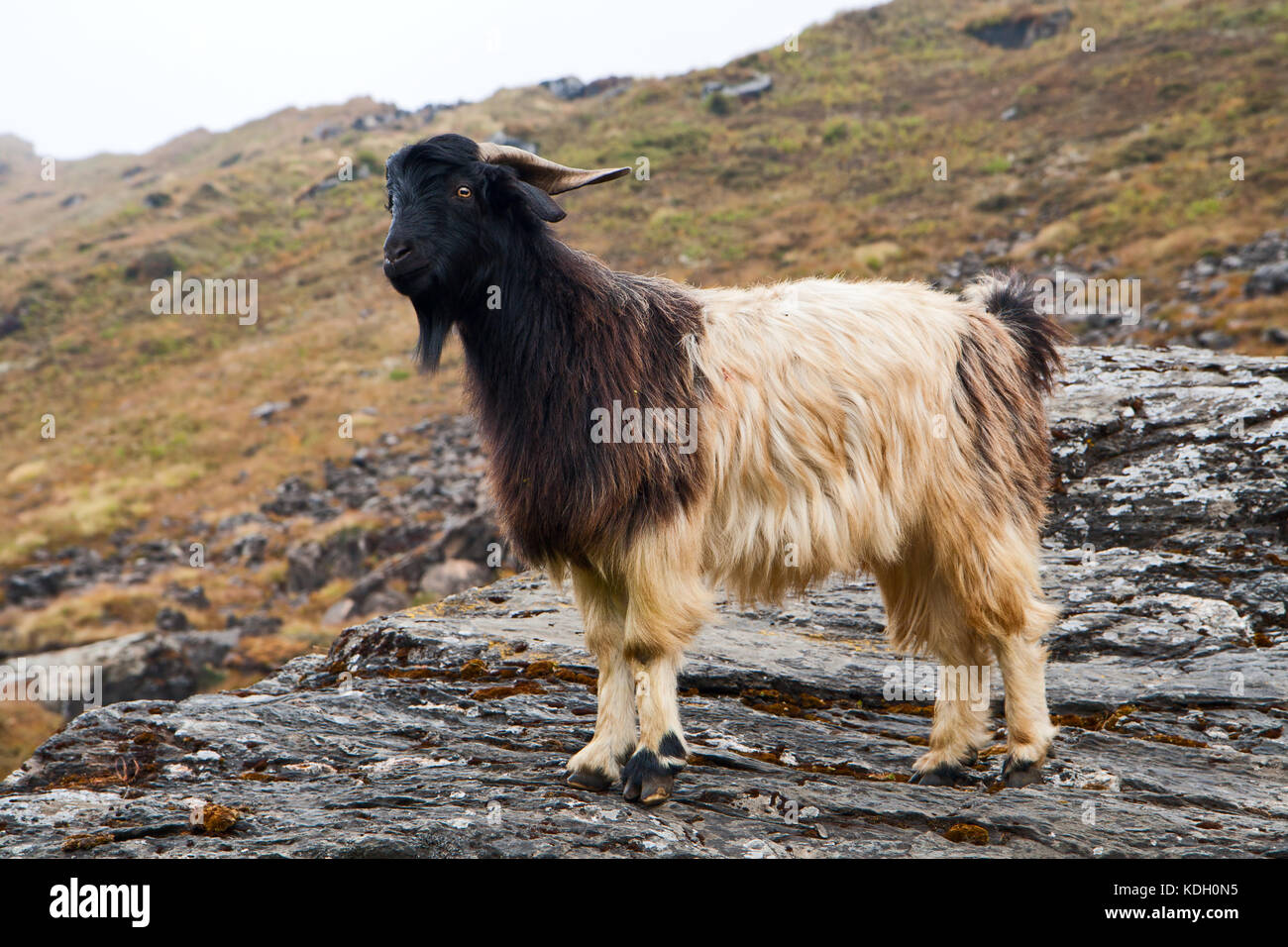 Bella giovane capra su una pietra in montagna, Nepal, l'Himalaya Foto Stock