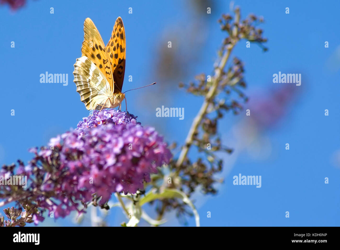 Giallo farfalla all'inizio dell'estate Foto Stock
