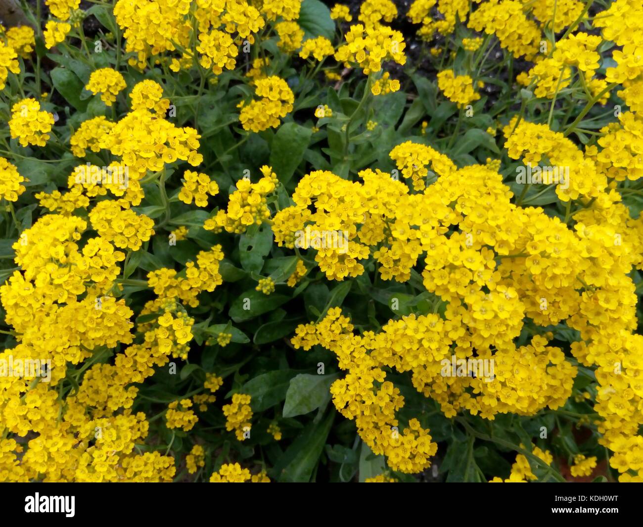 Boccola elastica costellate di piccoli fiori gialli tra foglie verdi Foto Stock