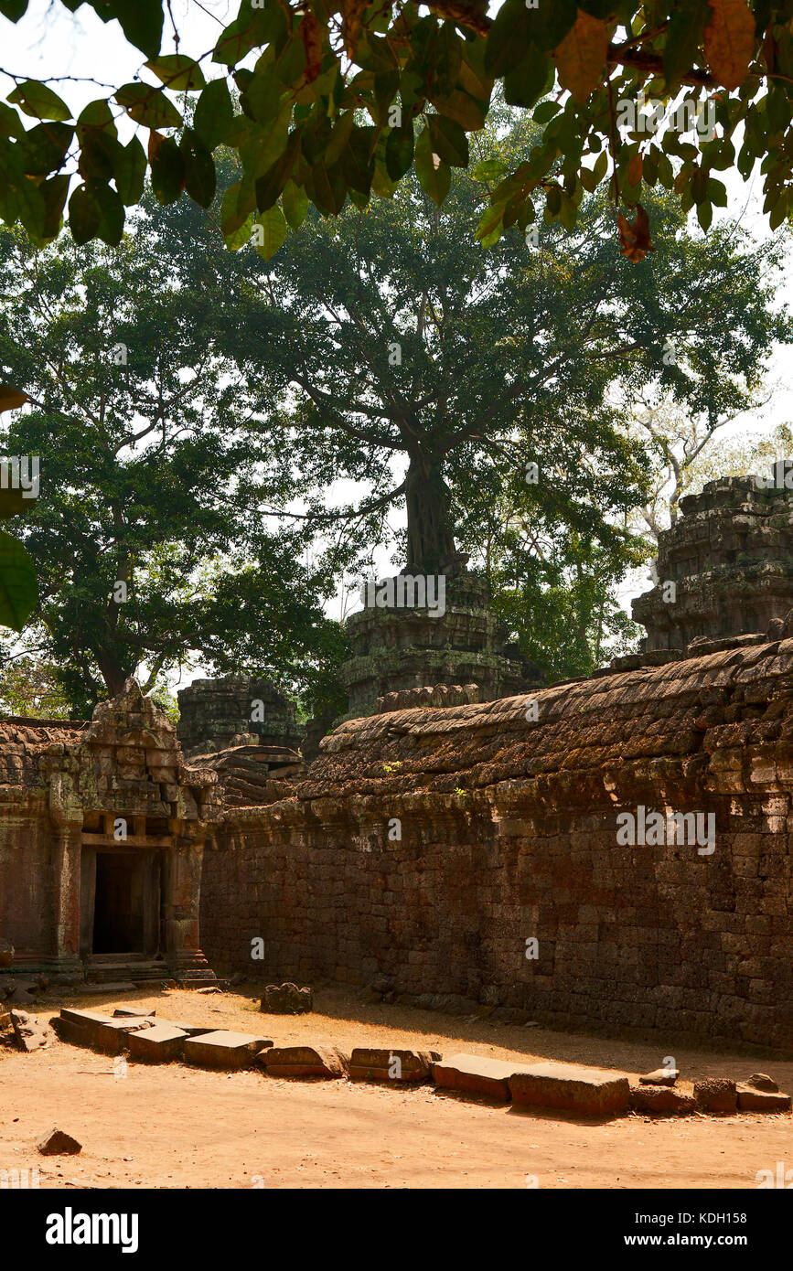 Il grande albero sulle rovine di Ta Prohm tempio Foto Stock