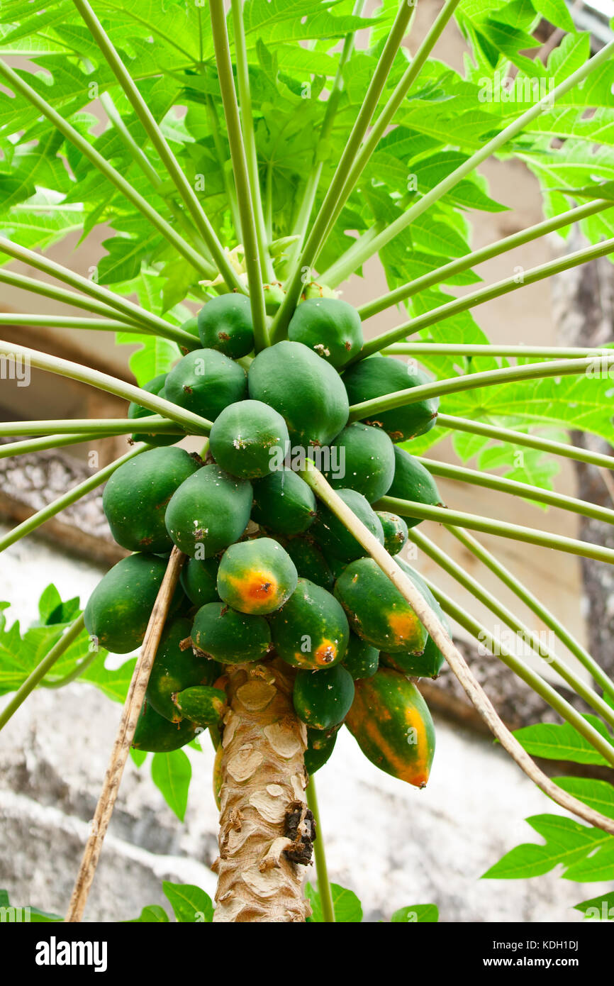 Un albero di papaia con mazzetto di frutta Foto Stock