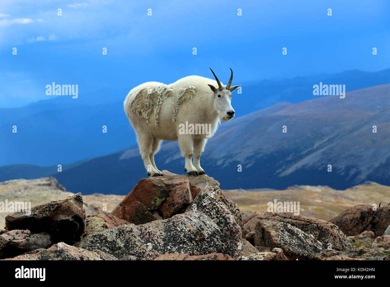 Capre di montagna in piedi sulla roccia Foto Stock