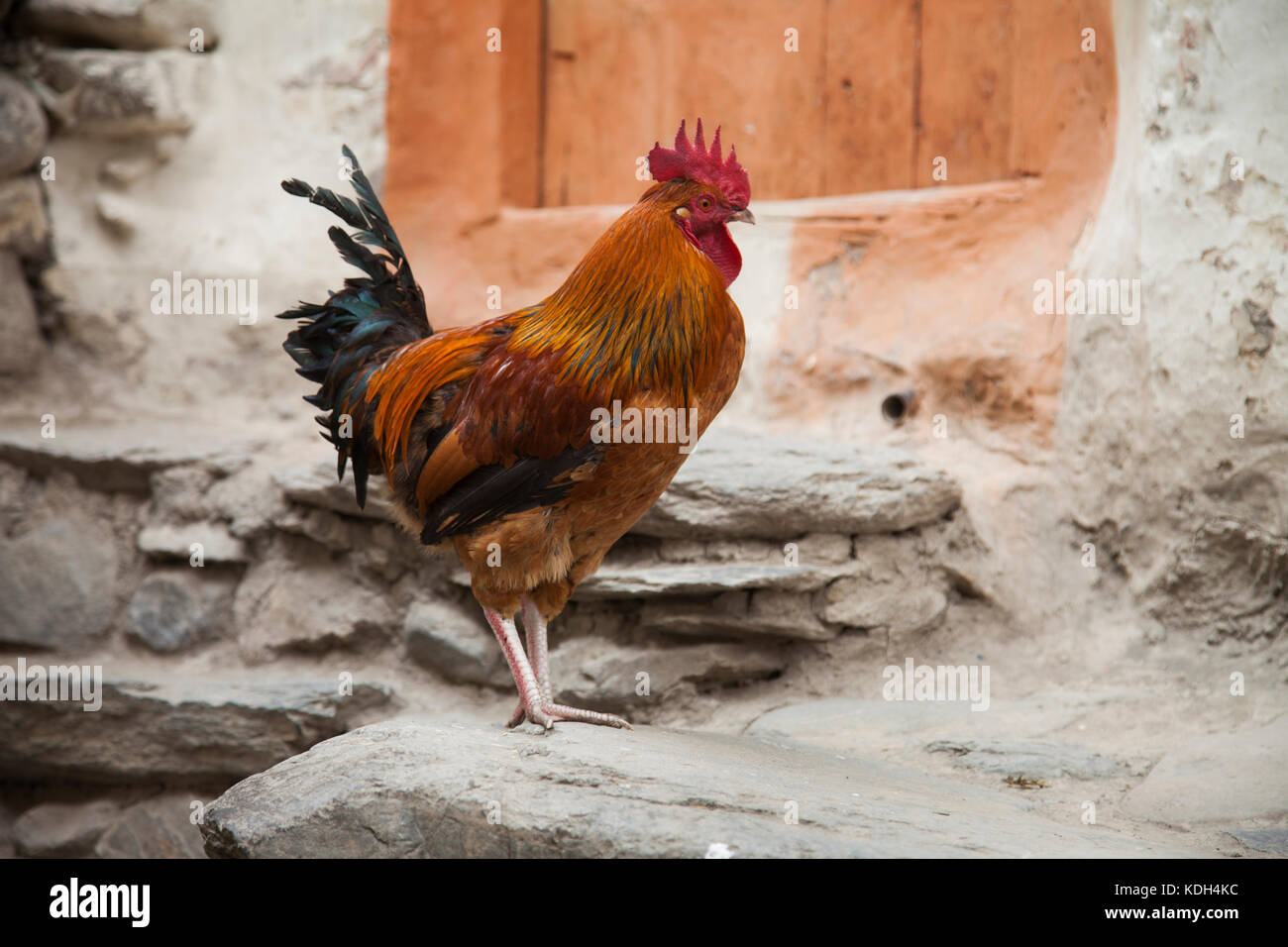 Gallo Rosso in kagbeni, mustang inferiore, Nepal. Foto Stock