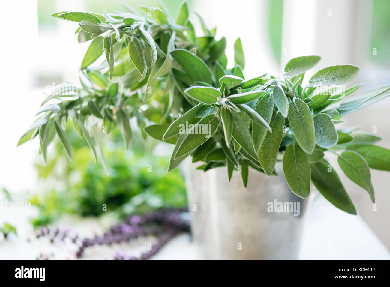 Spezie e condimenti per pasti. foglie di salvia fresca. Foto Stock