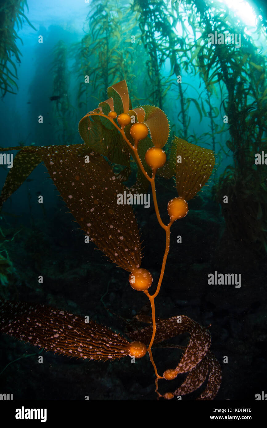 Giant kelp (macrocystis pyrifera) supporta un ecosistema diversificato immersi in un bosco di fuco vicino alle isole del canale in California. Foto Stock