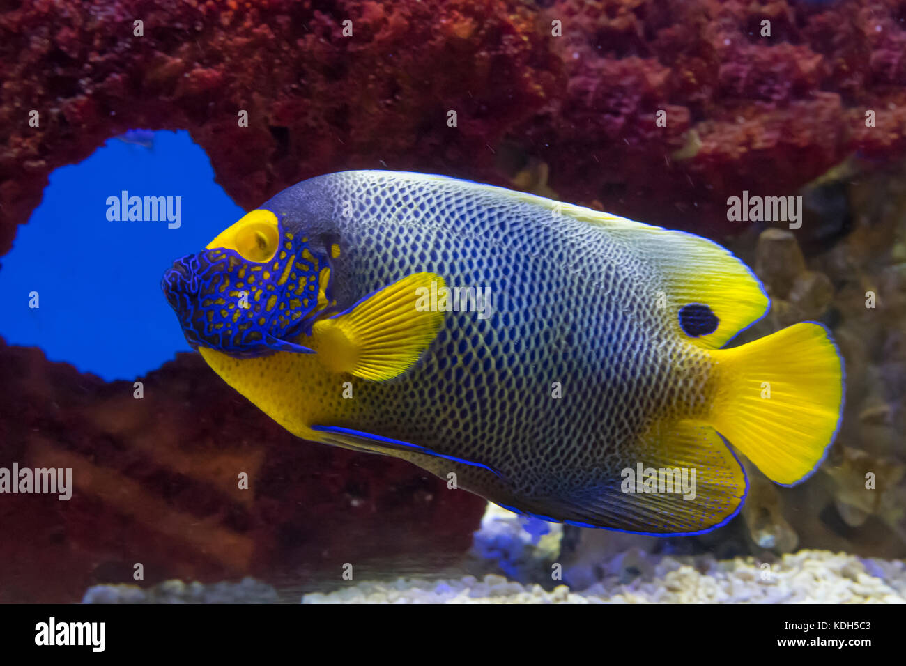 Blu-di fronte angelfish, pomacanthus xanthometopon in acquario di Aberdeen, Hong Kong, Cina Foto Stock