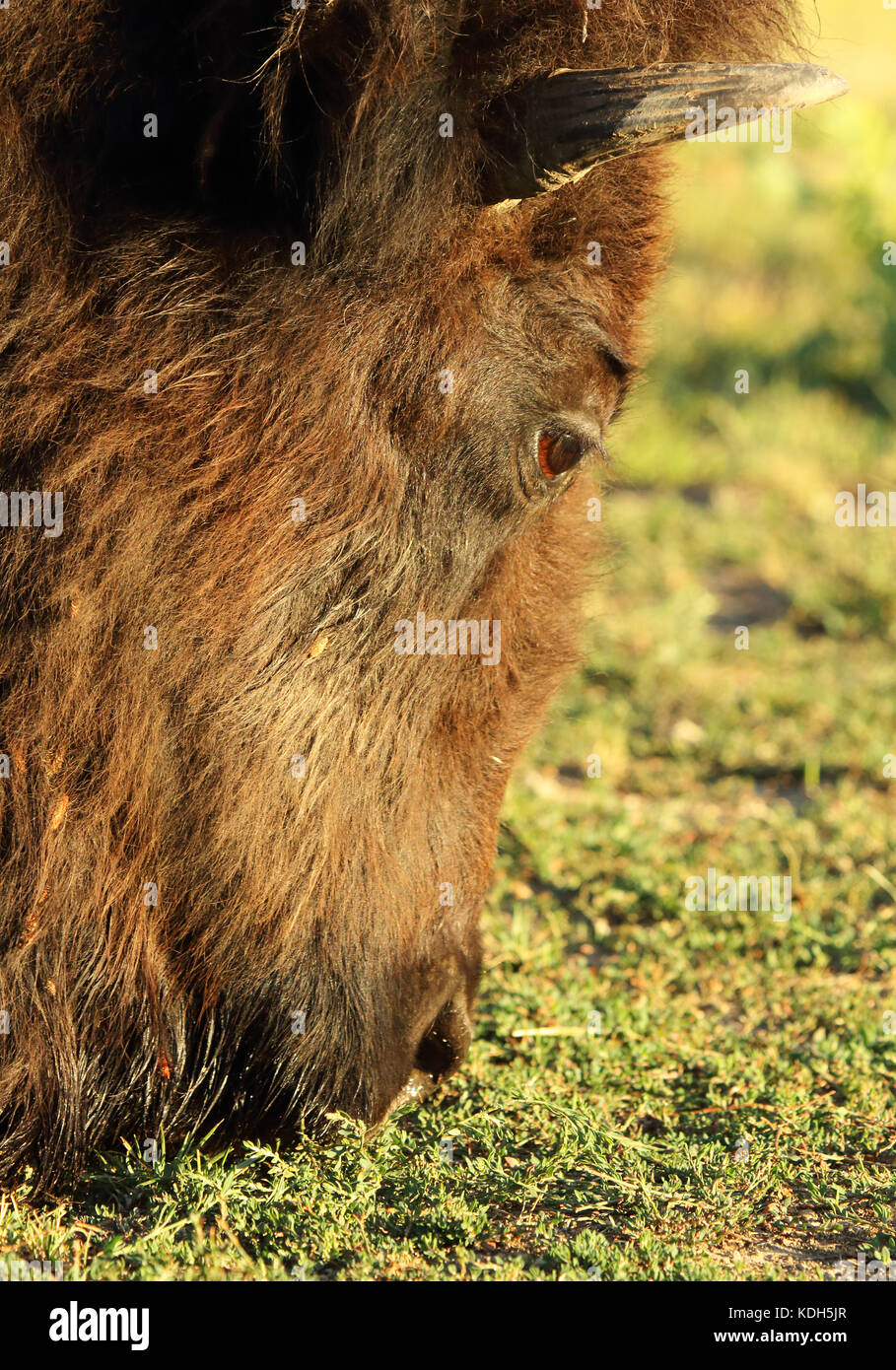 Un portrat di bisonti americani alimentazione su una prateria. Foto Stock