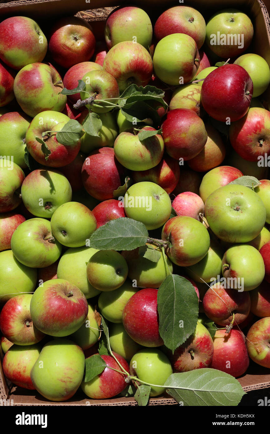 Un boxful di fresco-patrimonio raccolto le mele da un anno 100 Old Orchard sulla sommità del Palomar Mountain in California; le mele è andato al festival di Apple Foto Stock