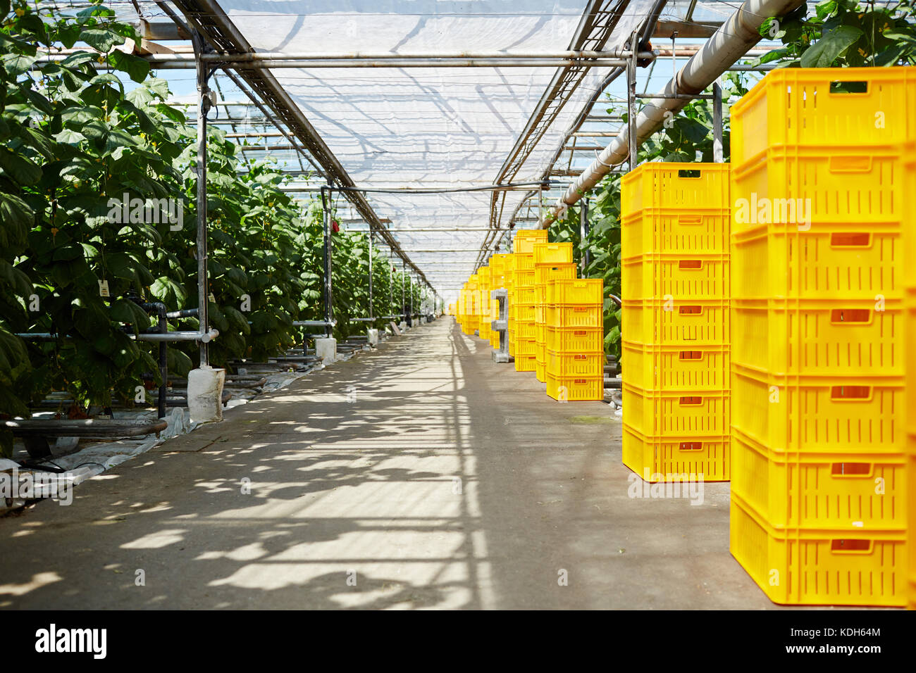 Pile di scatole gialle in piedi lungo la piantagione di pomodoro in serra  Foto stock - Alamy