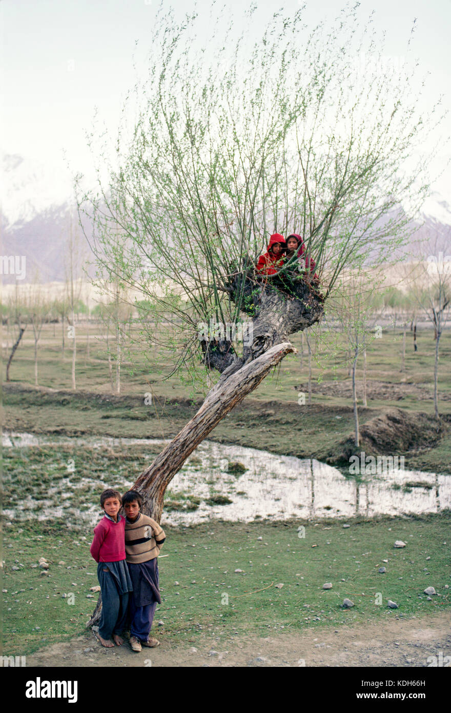 Bambini che giocano in un albero vicino a Skardu, la parte superiore della valle di Indus, Kashmir Pakistan, 1990. Foto Stock