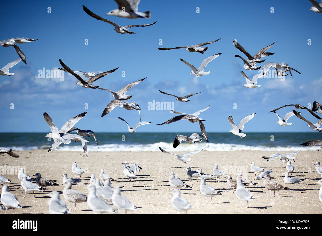 Gruppo di molti gabbiani in spiaggia vuota in Normandia in autunno Foto Stock