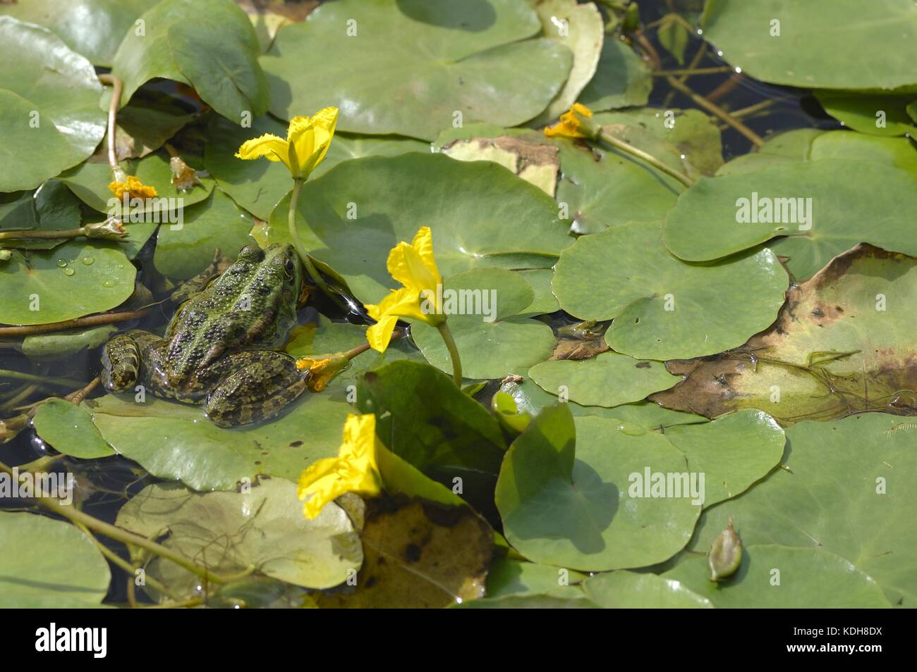 Rana commestibile - rana verde (Rana esculenta) su cuore galleggiante giallo - Giglio d'acqua frangiato (Nymphoides peletata) in estate Foto Stock