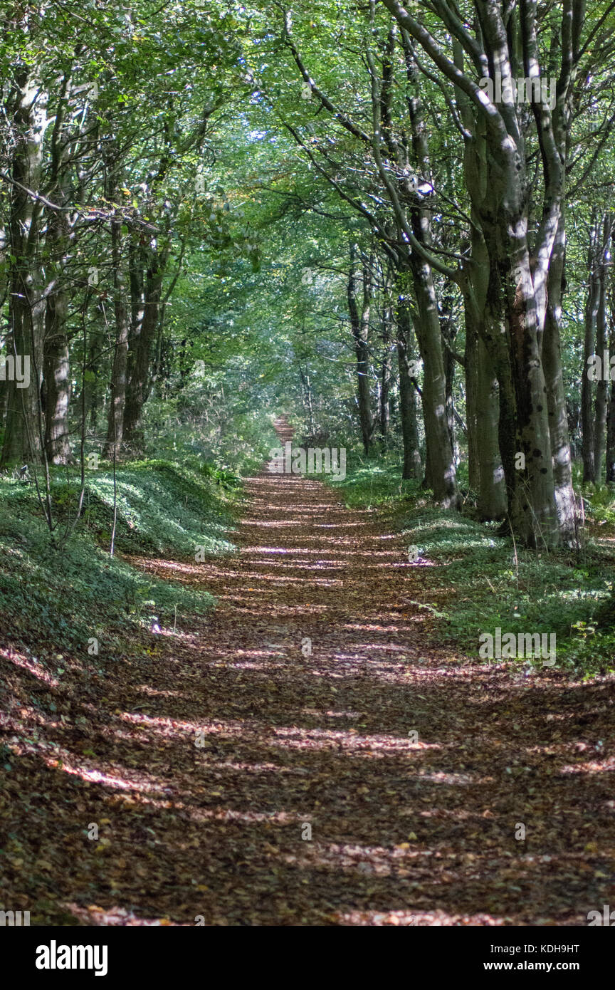 Alla Bellezza Della Natura Boschi E Passeggiate Forestali In Autunno Foto Stock Alamy