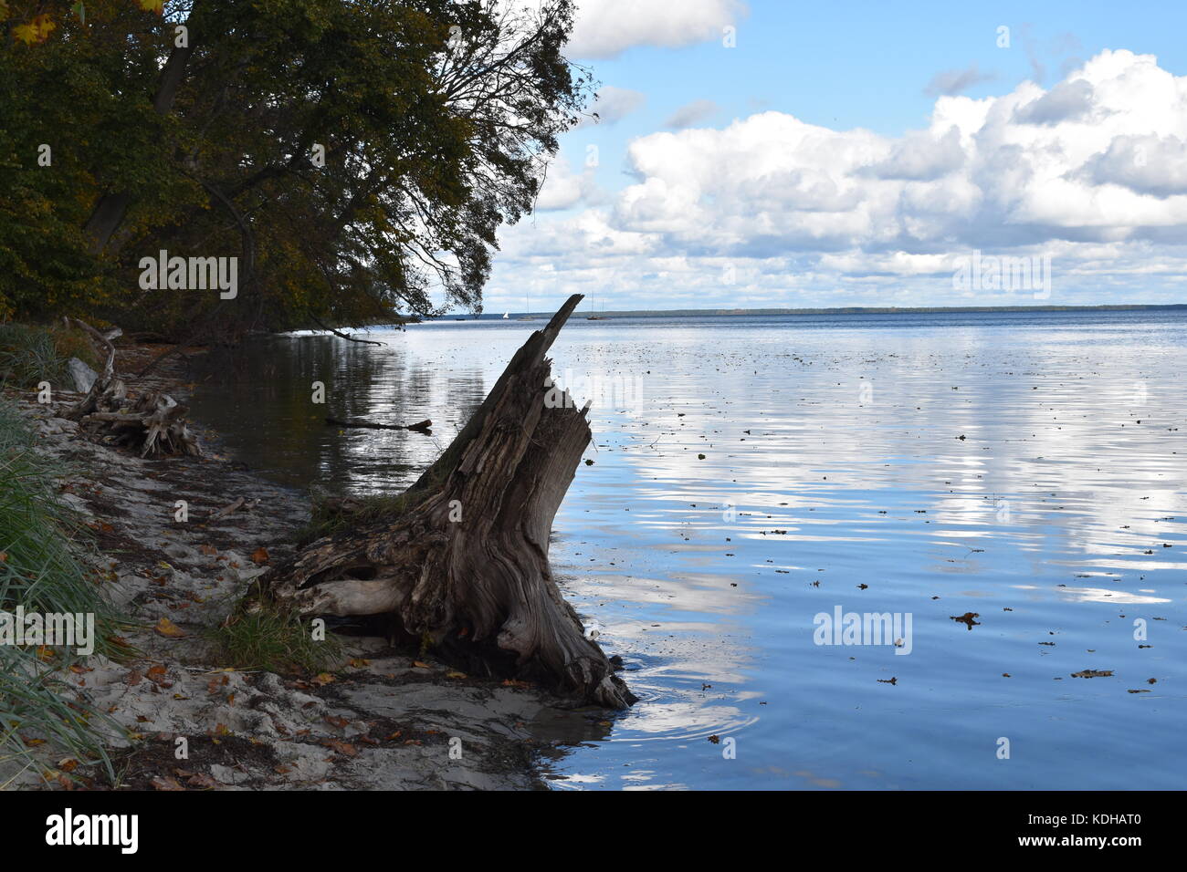 Alberi e un enorme albero morto il moncone sinistra sulla spiaggia. lascia nell'acqua. natura paesaggio. mar baltico. la Polonia. Foto Stock