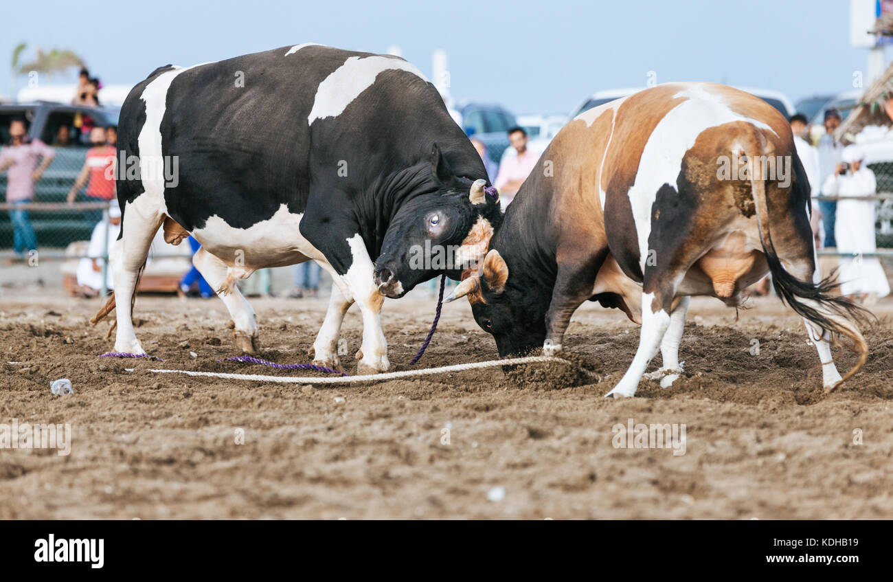 I tori sono il combattimento in una gara tradizionale in Fujairah, Emirati arabi uniti Foto Stock