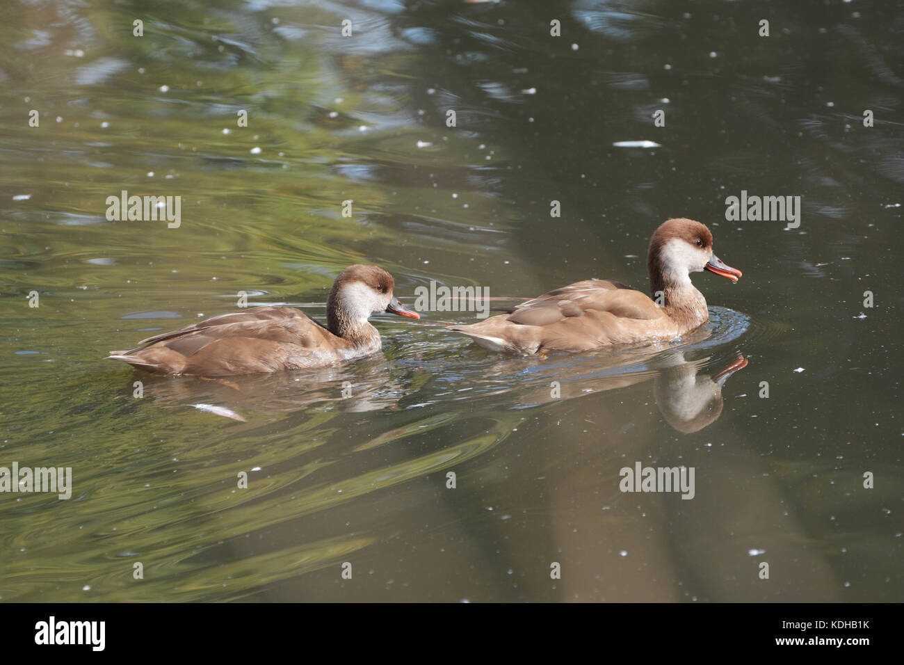 Anatre Foto Stock