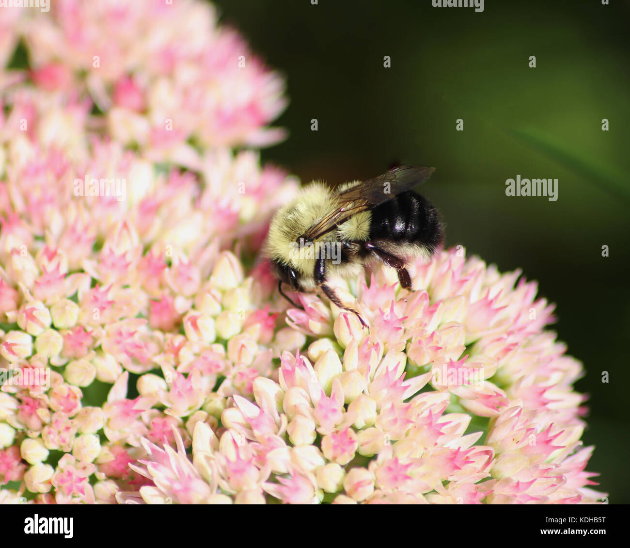 Bumble Bees amore per impollinare la bella rosa stonecrop piante di sedum Foto Stock