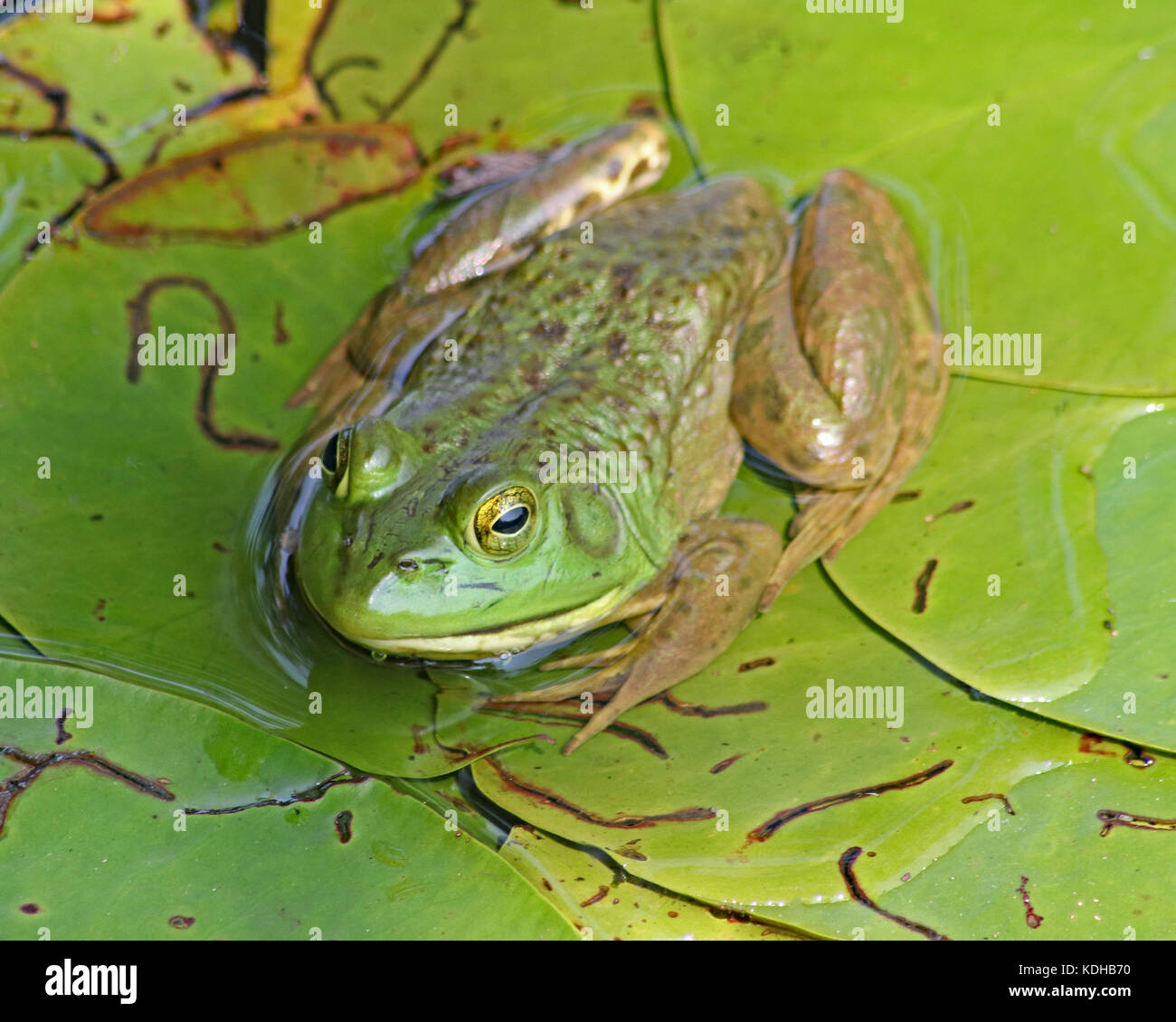 Primo piano di un ampio e verde bullfrog (lithobates catesbeianus) appoggiato sul verde la sovrapposizione di ninfee. Foto Stock