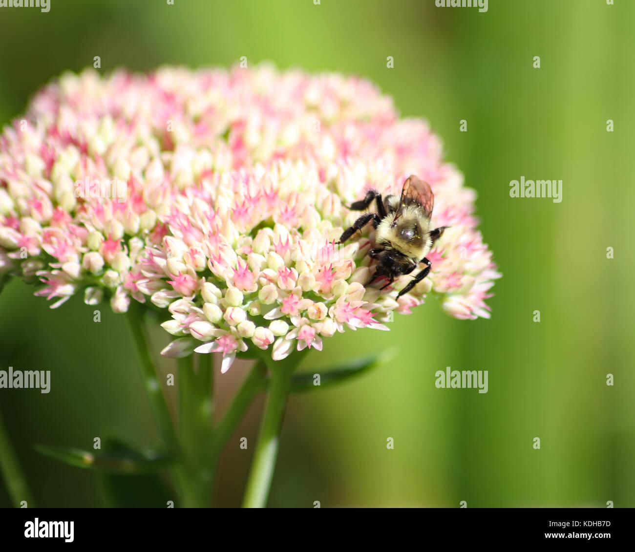 Bumble Bees strisciando sul rosa stonecrop sedum fiori sono una visione comune in giardino Foto Stock