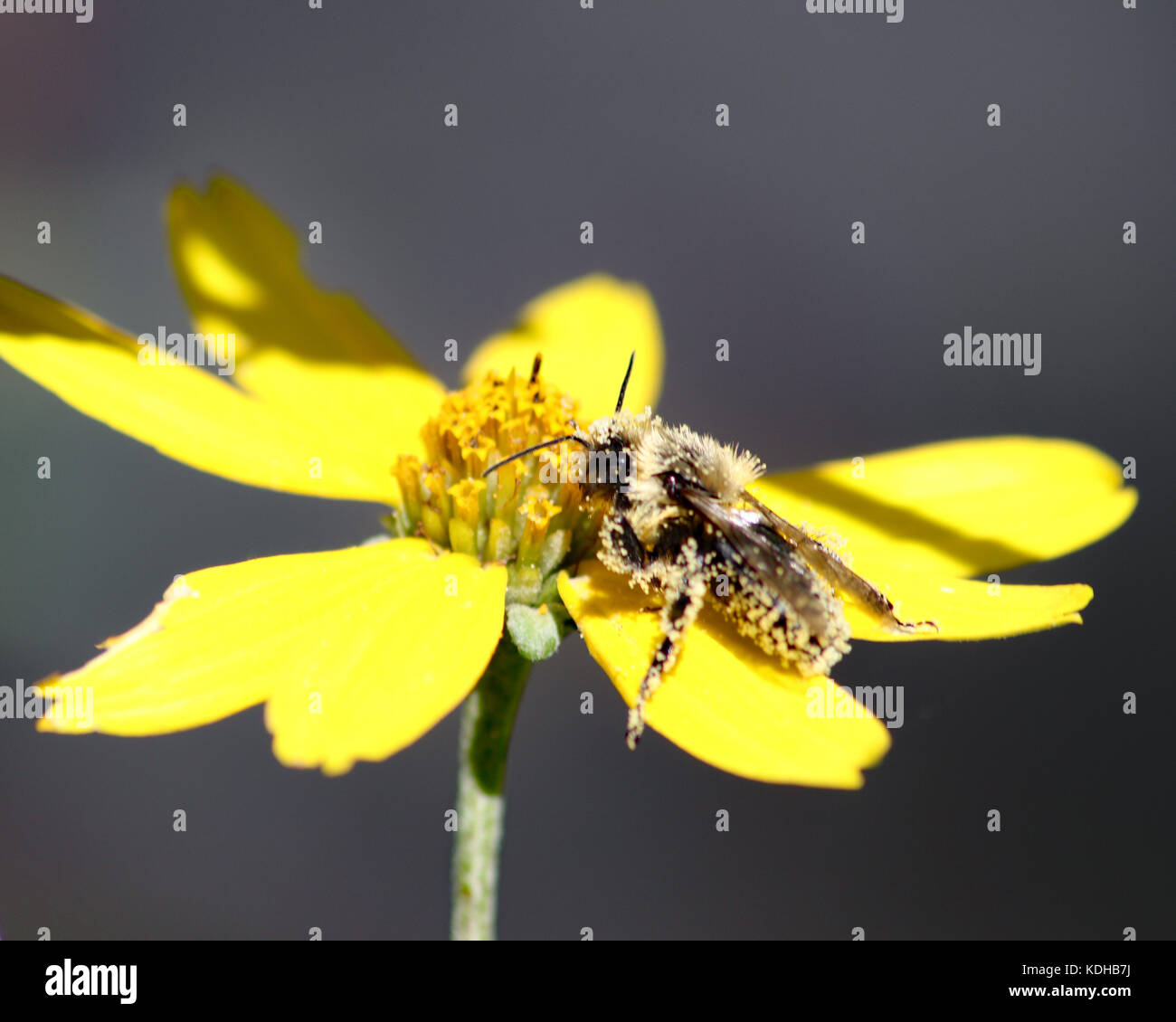 Bumble Bees hanno tasche sulle gambe per la memorizzazione di polline e a volte aspetto come se essi sono stati il rotolamento nel polline giallo Foto Stock