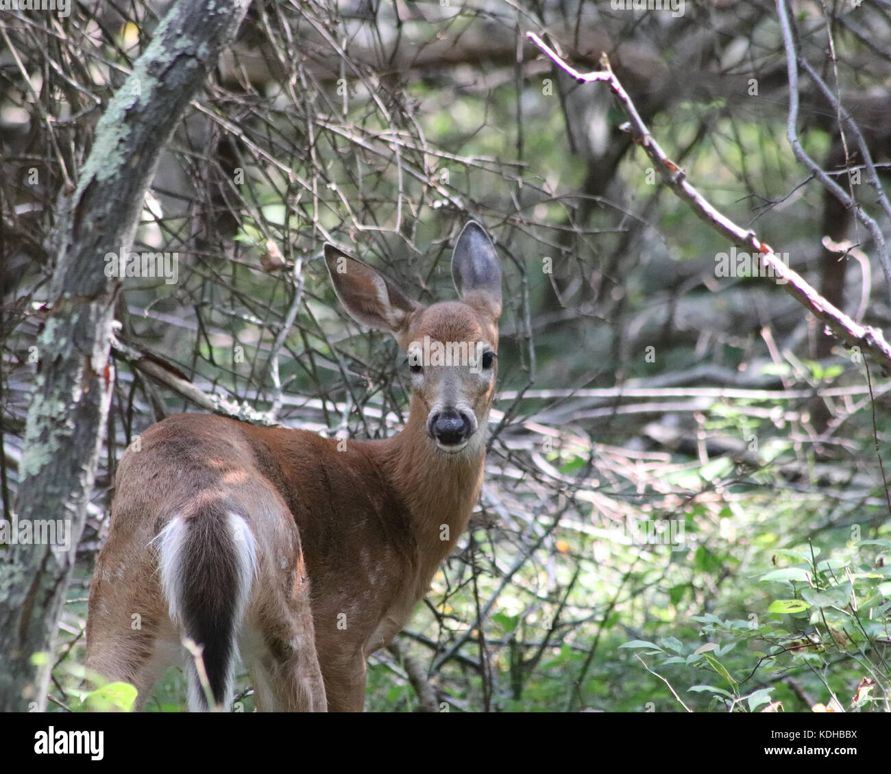 White-tailed cari guardando sopra la spalla verso gli escursionisti su un sentiero in stagno trustom National Wildlife Refuge in south kingstown, Rhode Island Foto Stock