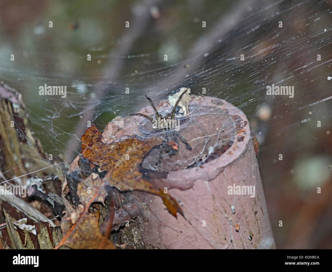 Imbuto di erba web spider in una vecchia tubazione in Rhode Island Foto Stock