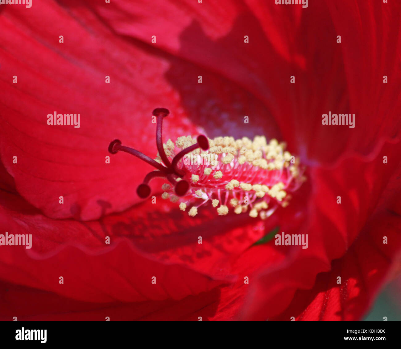 Primo piano della parte interna di un hibiscus moscheutos noto anche come una rosa o malva malva di palude Foto Stock