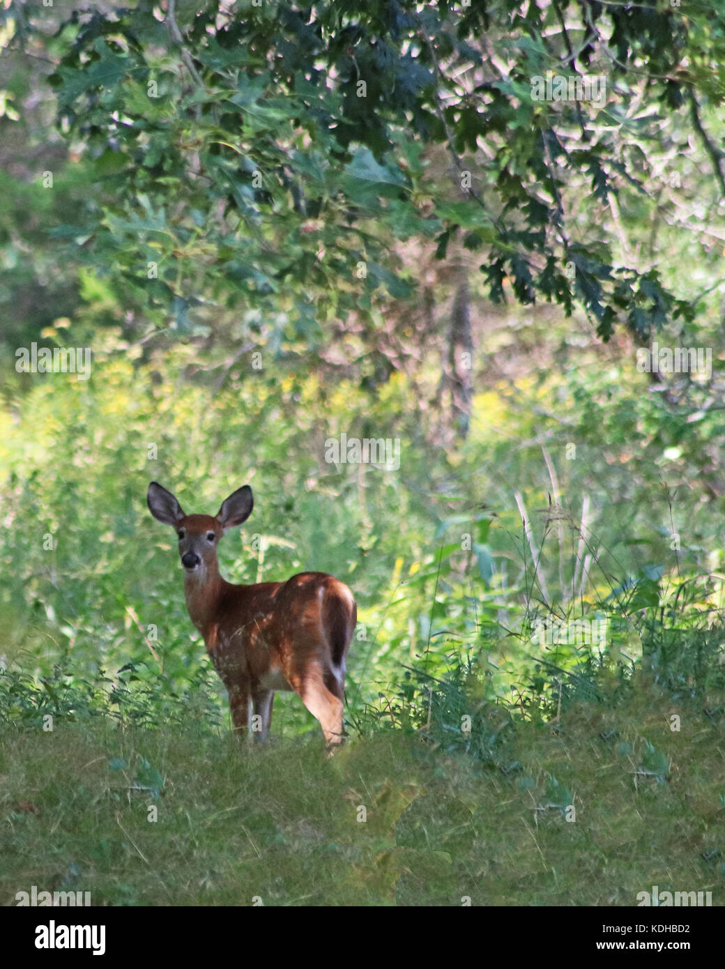Bella la pelliccia rossastra con macchie bianche aiutano a mimetizzare il white-Tailed Deer Fawn nei boschi Foto Stock