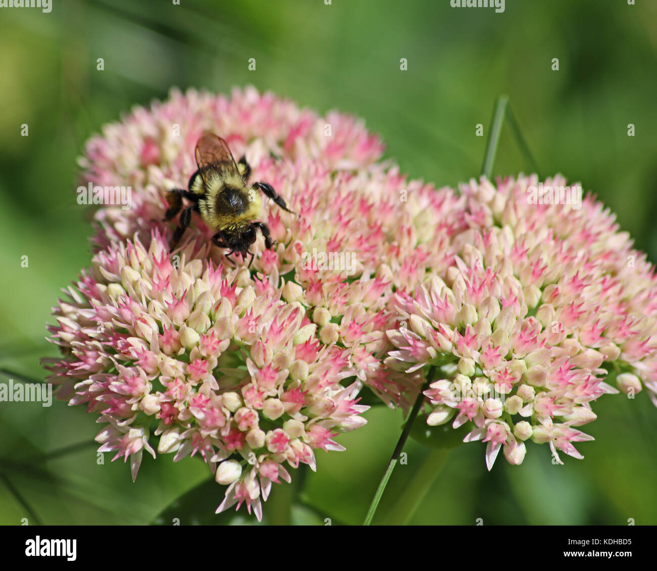 Sedum rosa è un stonecrop pianta che fiorisce da estate a destra attraverso il tardo autunno ed è popolare con api e farfalle Foto Stock