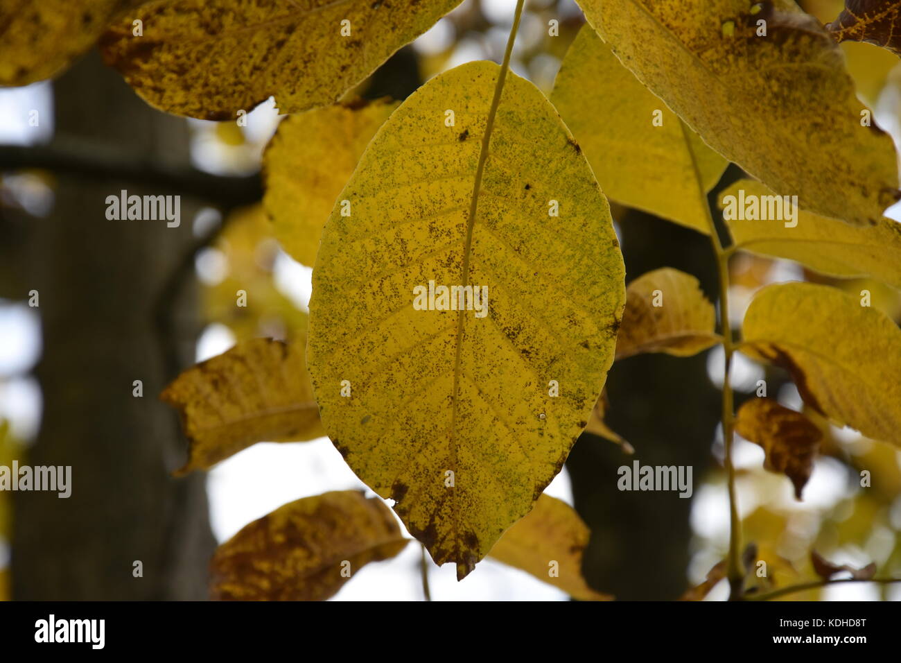 Le foglie di autunno Foto Stock