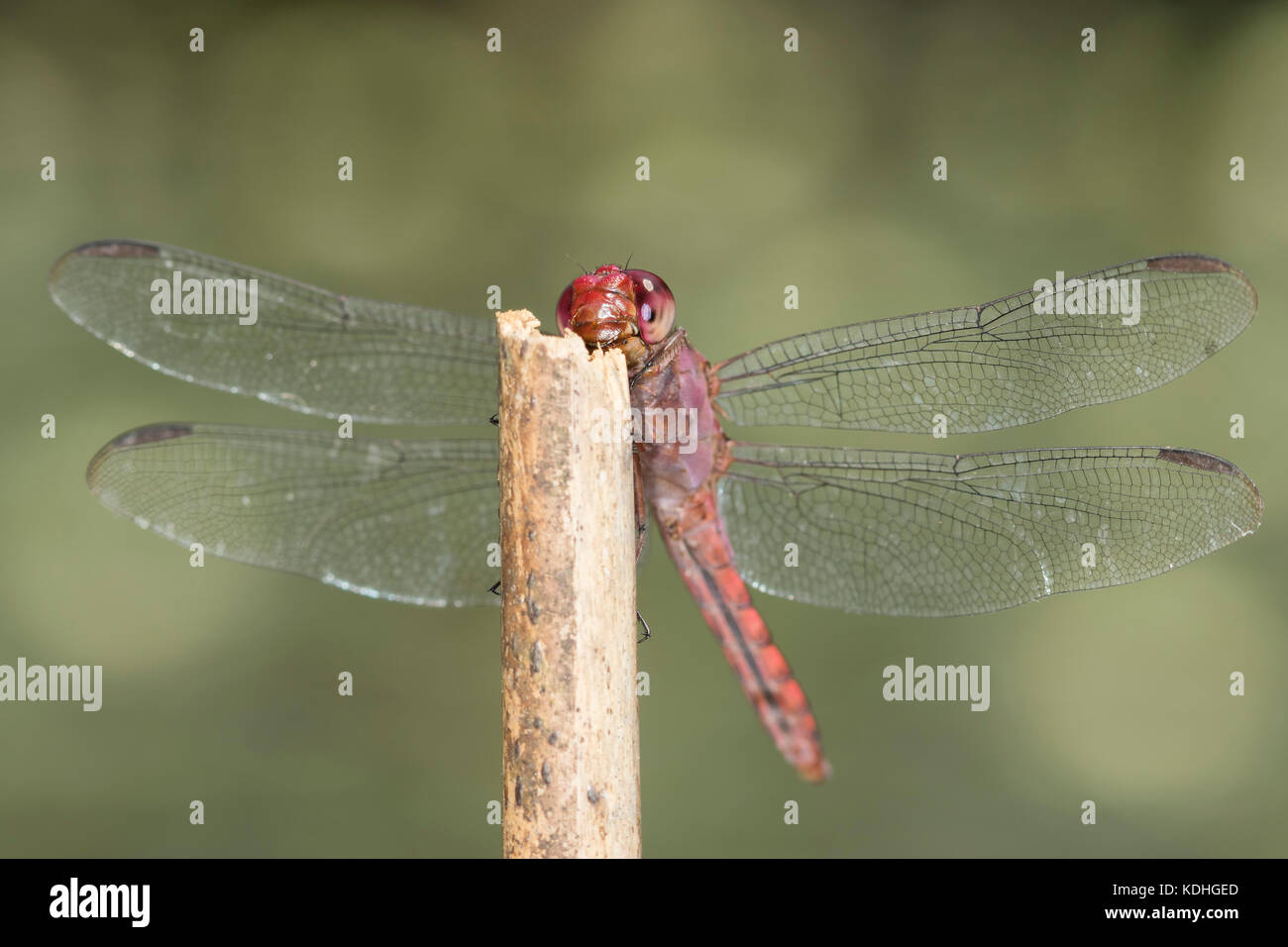 Libellula rossa macro close up dettaglio su un bastone - odonati anisoptera epiprocta Foto Stock