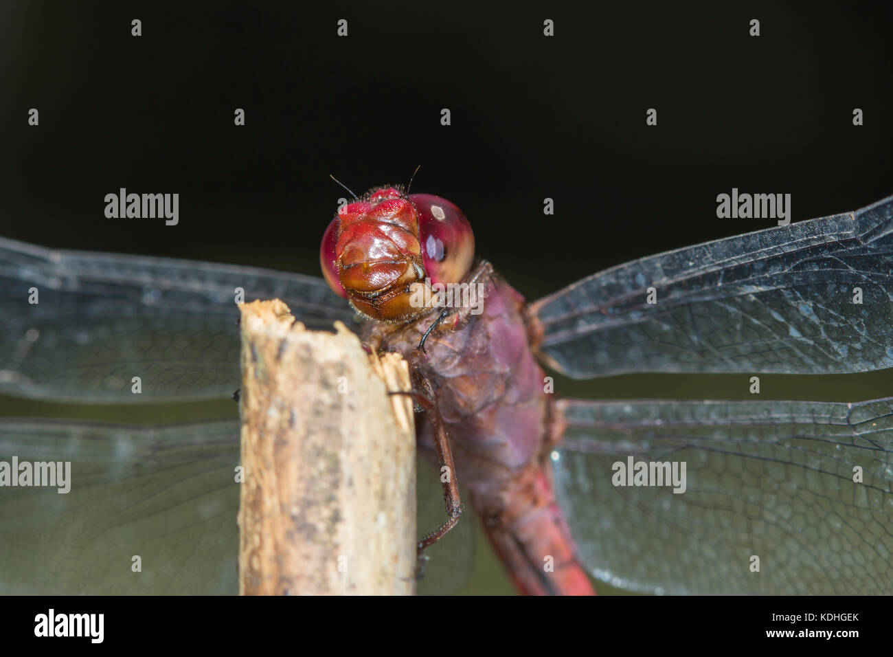 Libellula rossa macro close up ritratto di dettaglio su uno stick - odonati anisoptera epiprocta Foto Stock