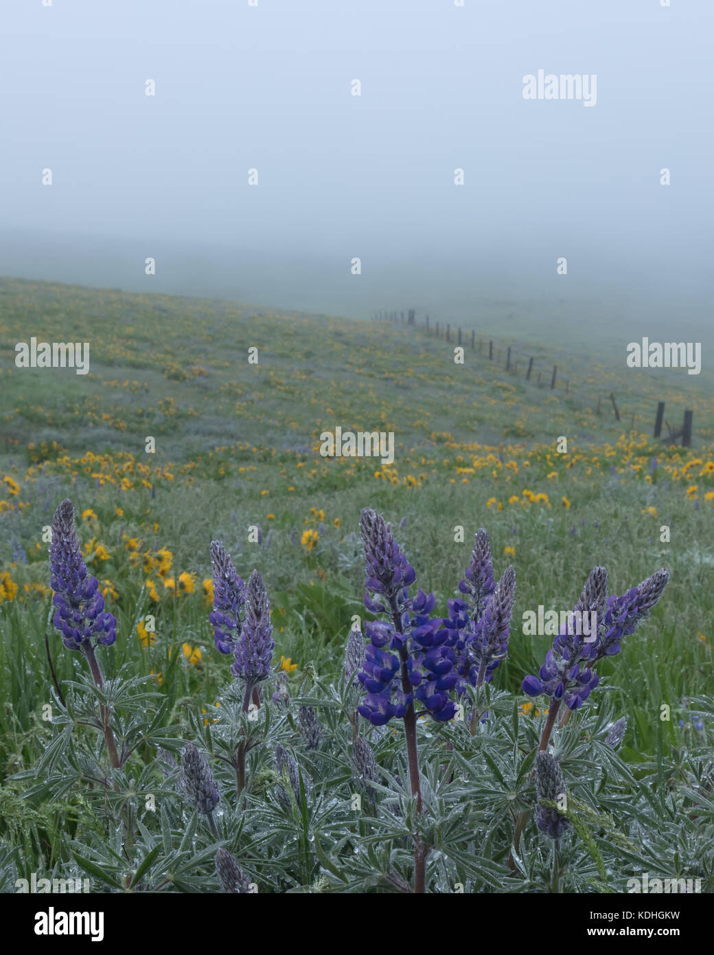 Lupino azzurro e Arrowleaf Balsamroot nella nebbia Foto Stock