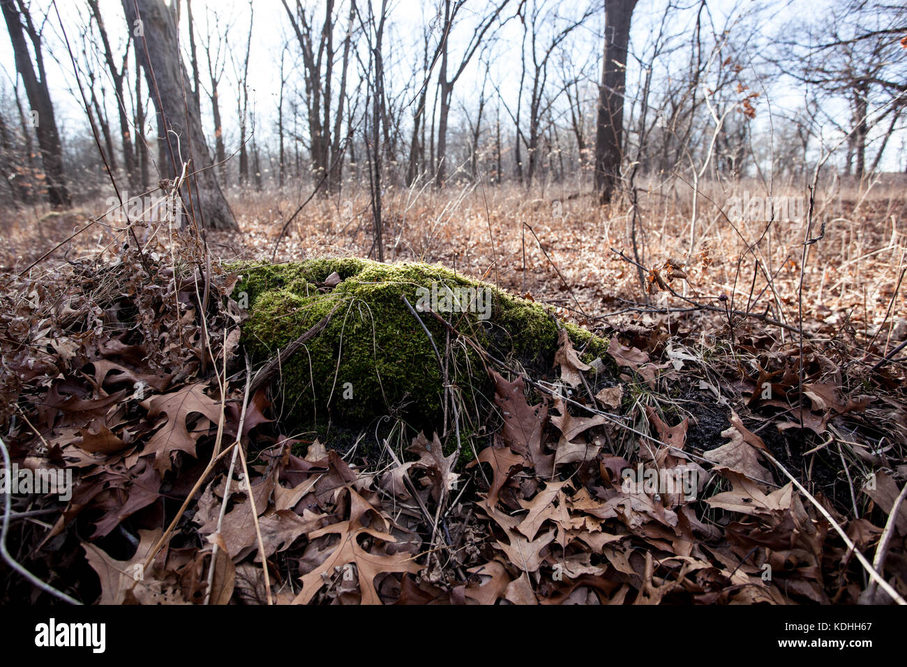 Moss sezione di copertura del suolo in una foresta naturale durante l autunno o la caduta stagione. Foto Stock