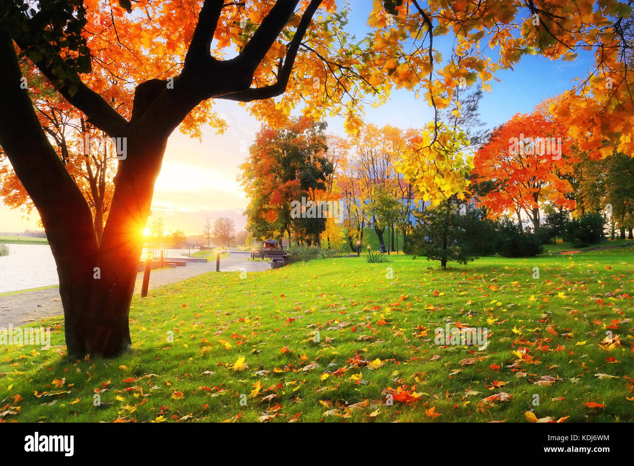 Autunno. Cadere scena. bellissimo albero di acero con il rosso e il giallo fogliame in parco nel tramonto colorato di foglie di acero su erba verde in autunno di sera. Foto Stock