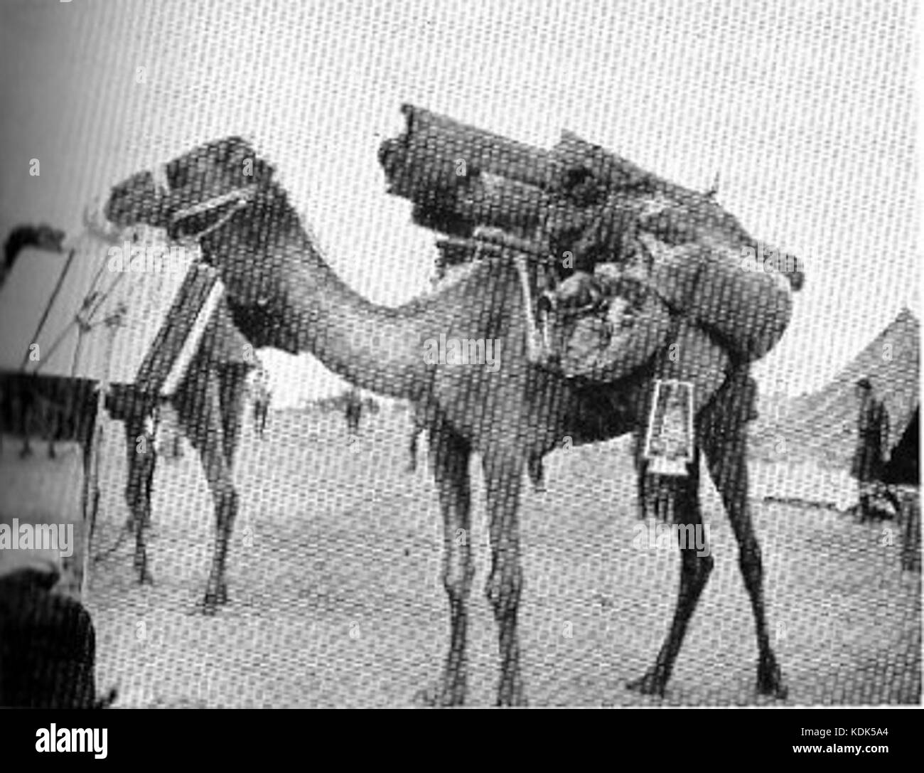 Imperial Camel Corps quartier generale di brigata Foto Stock