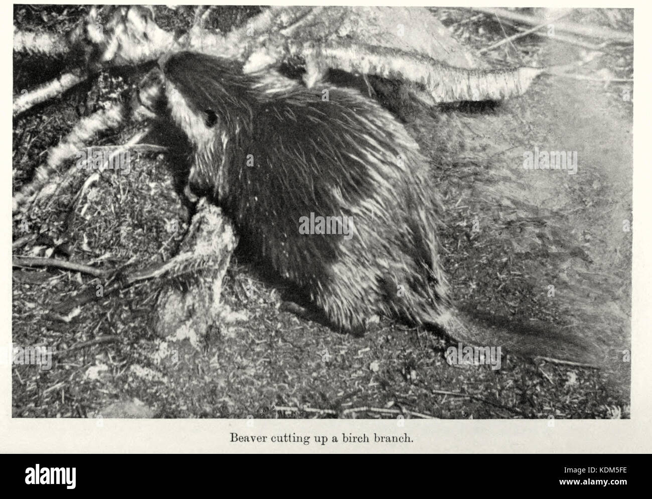 Questa immagine sembra mostrare una rappresentazione storica della vita dei castori, potenzialmente collegata ai primi studi sulla fauna selvatica o alle illustrazioni di castori in natura. Foto Stock