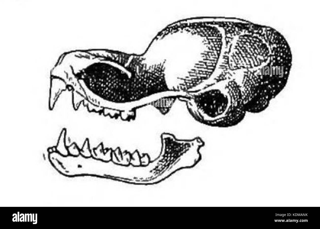 Peropteryx trinitatis cranio Foto Stock