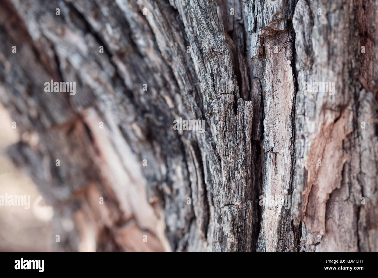 Bellissimo albero cortecce shot con luce naturale e colori. vecchie e arrugginite sfondo Foto Stock